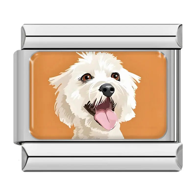 Bichon Maltais Charmsy